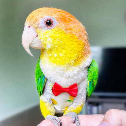 Parrot Diaper Pants